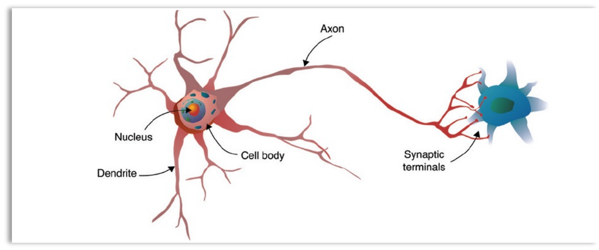 Biological Neuron